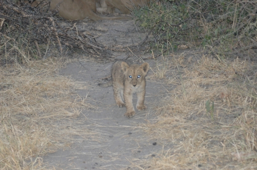 M lion cub 2 